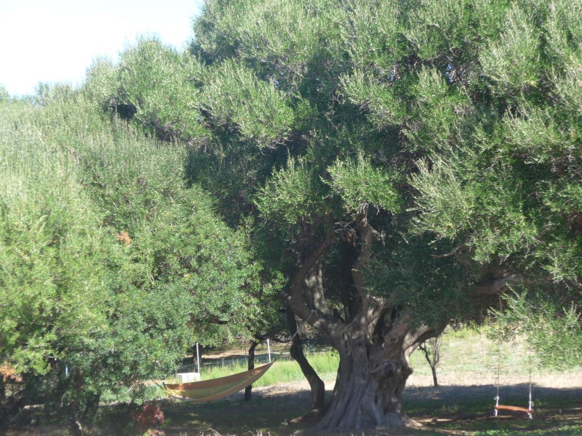Agriturismo Gli Olivastri -Appartamento Bel Vedere Con Piscina ,Solarium E Vista Mare,Climatizzatore ,Wifi Алиенту Екстериор снимка